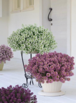 STREAM Compact is next generation breeding that offers everything you love about lobularia and minimizing issues of older varieties.