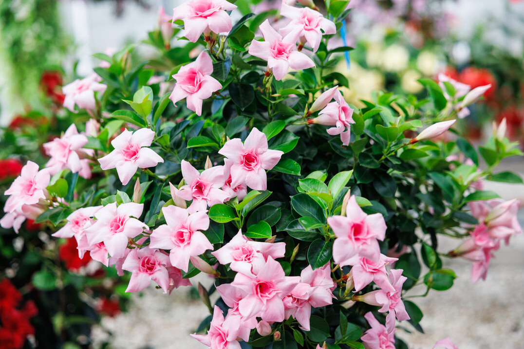 Breeder MNP/Suntory has seen a significant increase in demand since receiving the 2023-2024 FleuroStar Award for Mandevilla Sundaville Double Blush Pink.