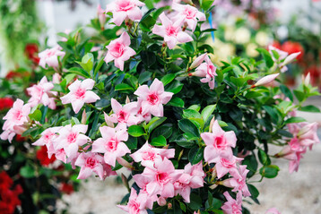 Breeder MNP/Suntory has seen a significant increase in demand since receiving the 2023-2024 FleuroStar Award for Mandevilla Sundaville Double Blush Pink.