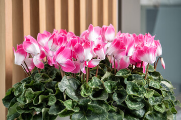 Super Serie Fusion is a remarkable addition to the assortment of Schoneveld Breeding.
