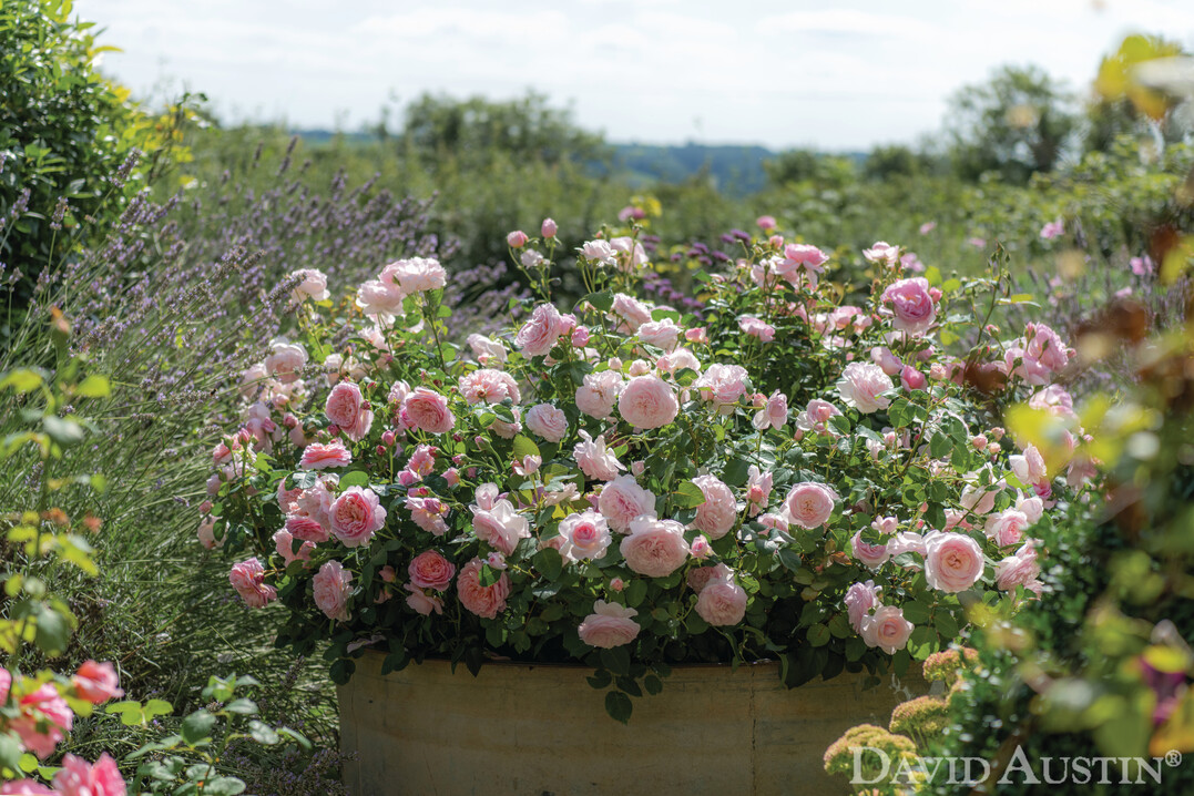 David Austin Roses Recommence European Shipping