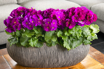 The name Touch Me carries the main feature of the series in itself: All plants are primin free.