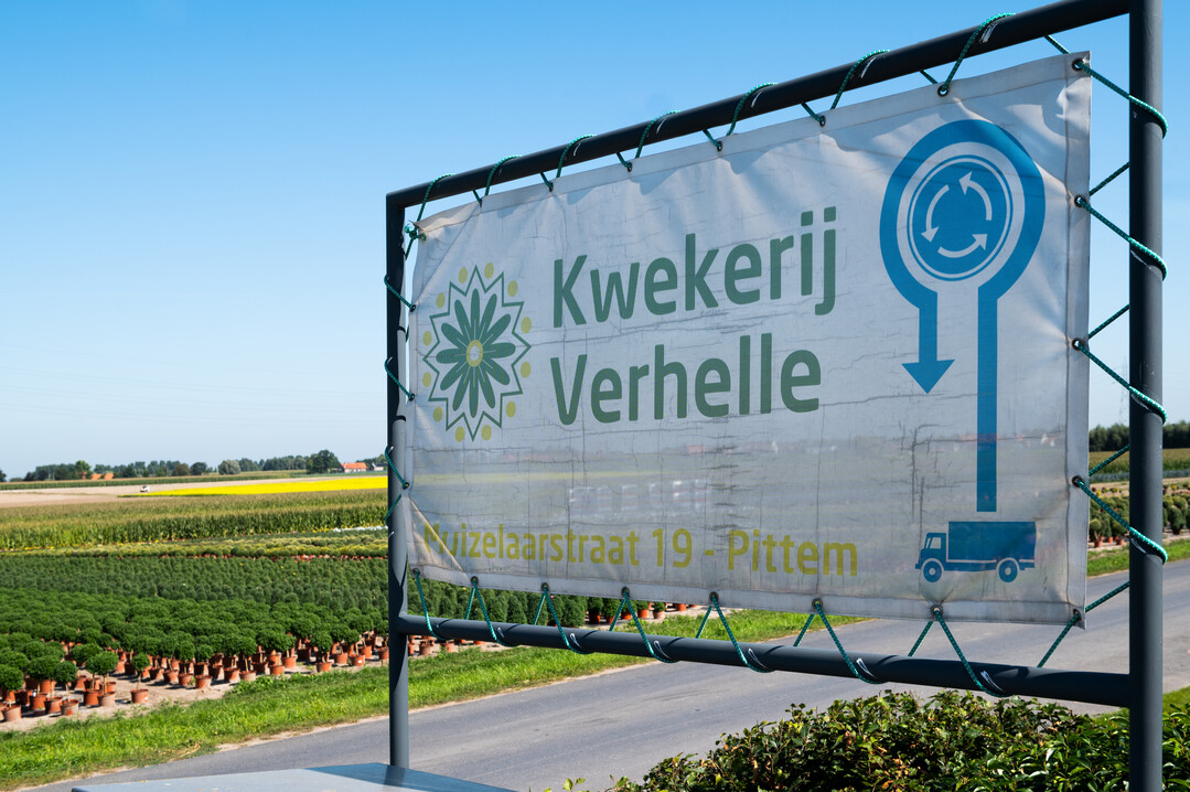     Verhelle BV in Pittem, West Flanders, specialises in flowering, annual, seasonal products, including Campanula, Capsicum, Solanum, daisies and chrysanthemums. 