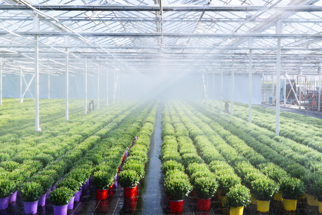     In the greenhouses, almost all the plants are watered using an ebb and flow system