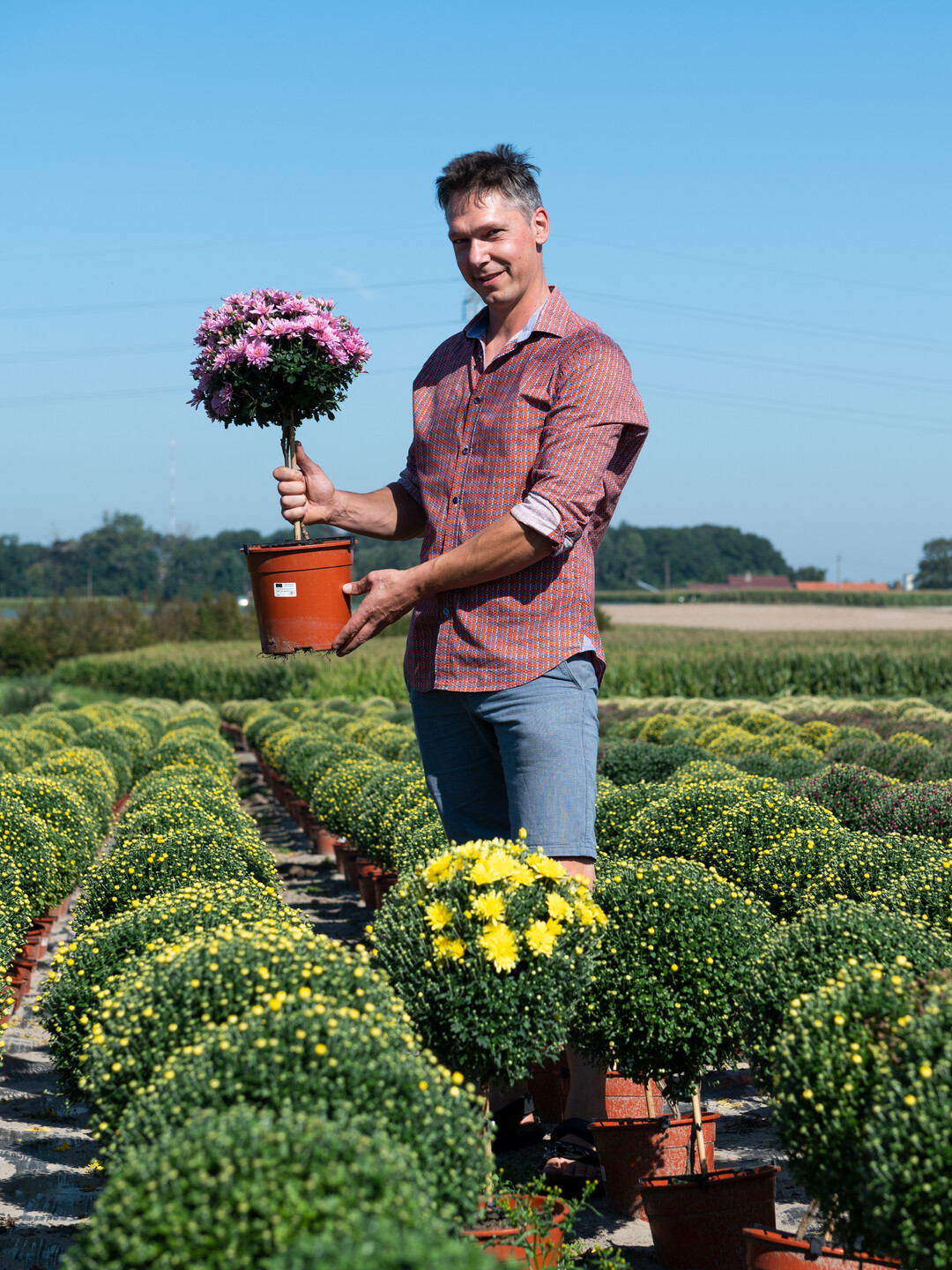     Autumn is largely characterised by chrysanthemums 