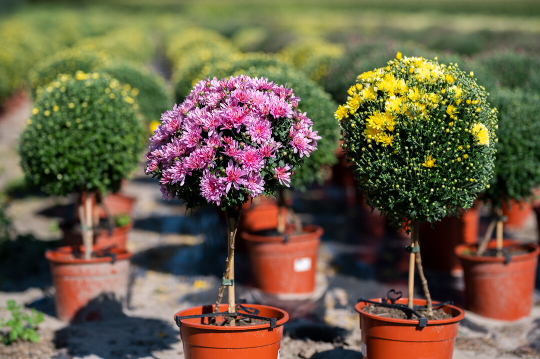 We focus on plants that offer the consumer enjoyment for as long as possible, in our eyes that, too, is working towards sustainability