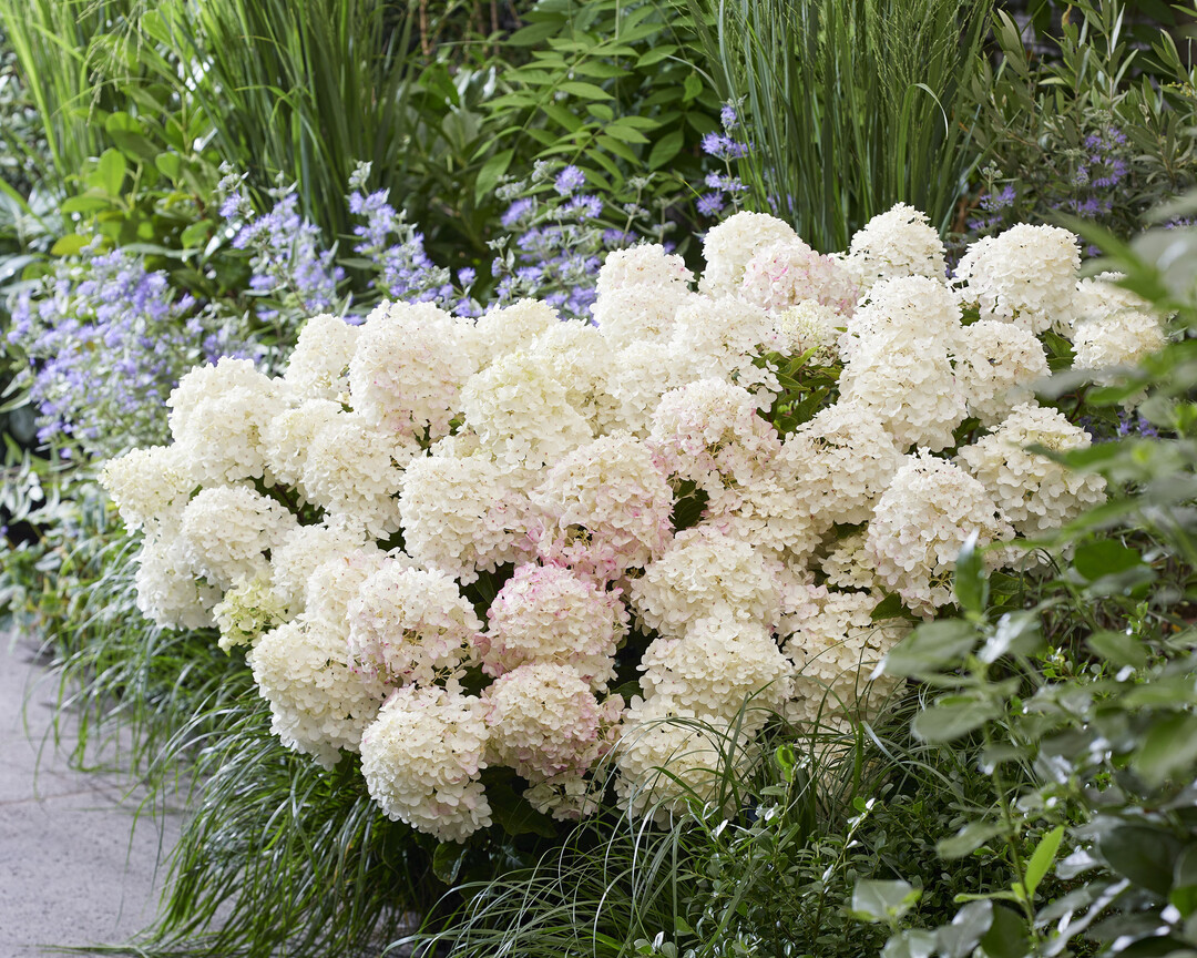 Living Little Rosy grows remarkably compact by nature.