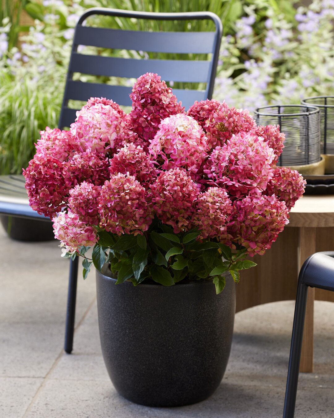 Living Little Rosy previously won the Green Retail award and gold in Royal FloraHolland"s shelf-life test.