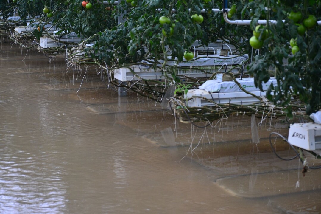 Masses of water entered greenhouses, leaving behind mud and numerous damages.