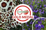 Coreopsis tinctoria
Corusco Cream-Red and Lobelia erinus F1
Masterpiece Blue with Eye are the new Fleuroselect Gold Medal Winners!