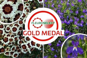 Coreopsis tinctoria
Corusco Cream-Red and Lobelia erinus F1
Masterpiece Blue with Eye are the new Fleuroselect Gold Medal Winners!