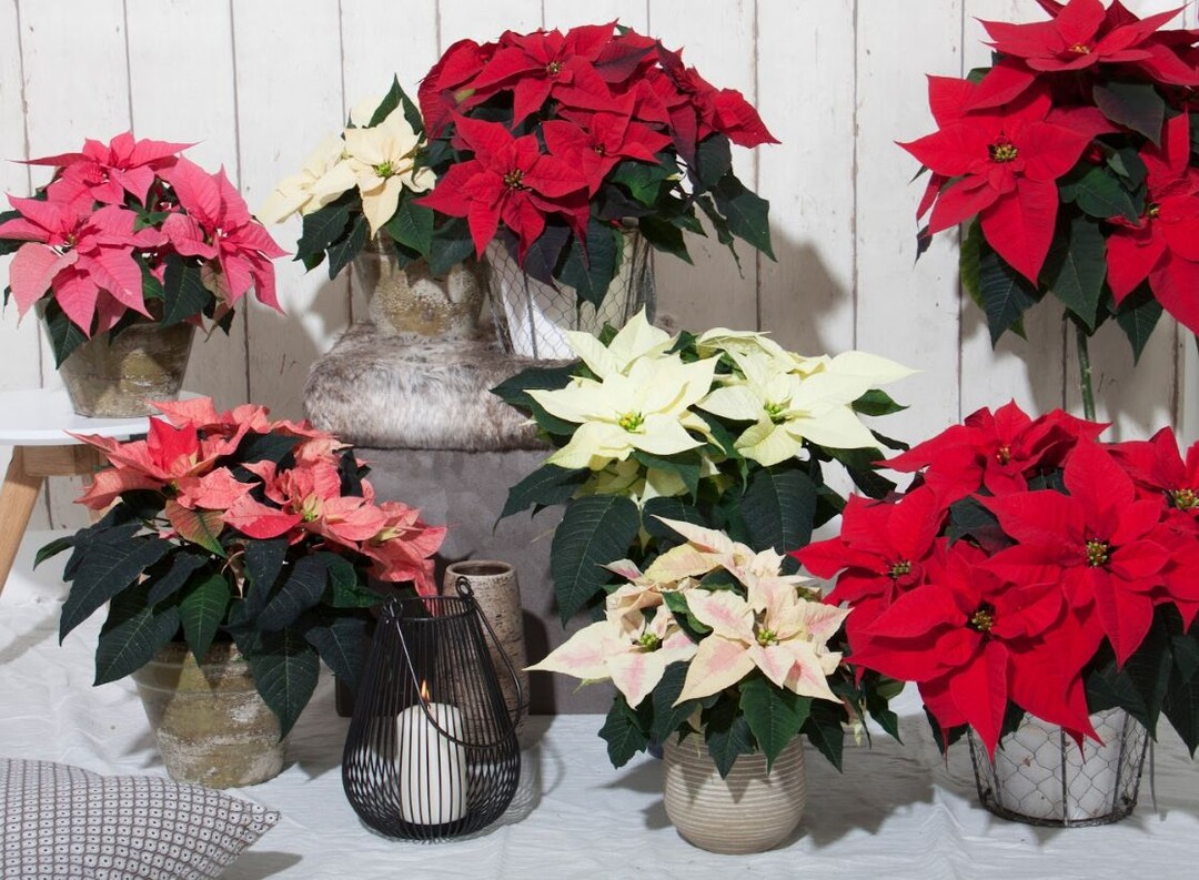 The Christmas Feelings family is the market leader throughout Europe.