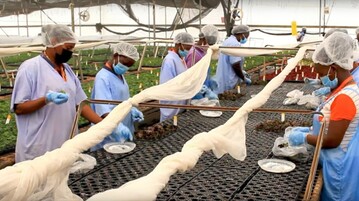  See the video of the mother stock location in Embu, Kenya, linked in the article